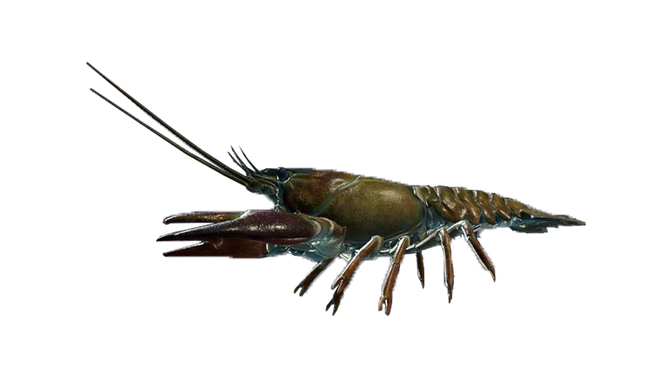 Signal Crayfish