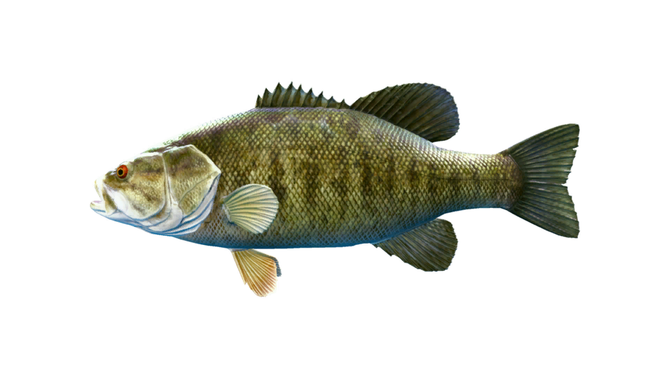 Smallmouth Bass