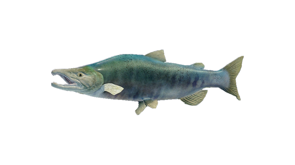 Sockeye Salmon