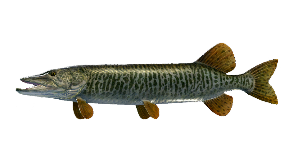 Tiger Muskie