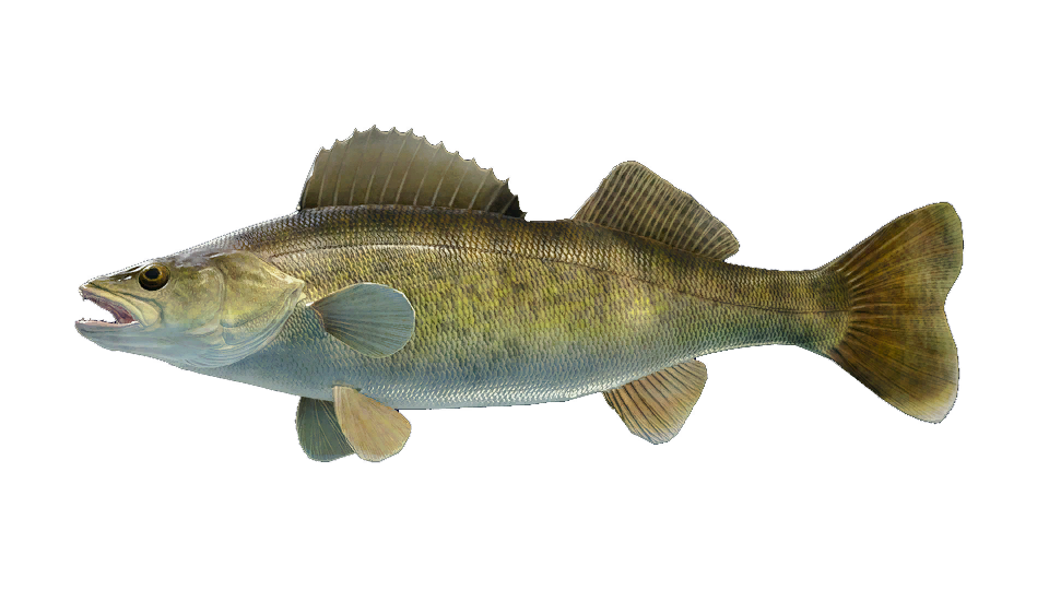 Walleye