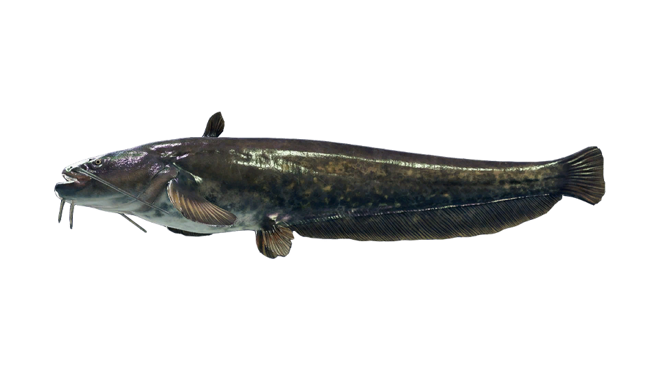 Wels Catfish