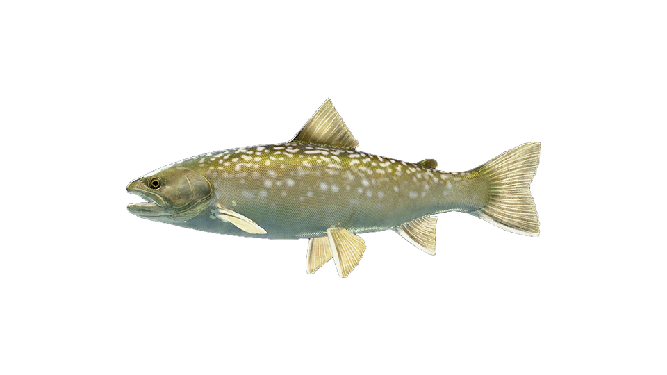 White Spotted Char