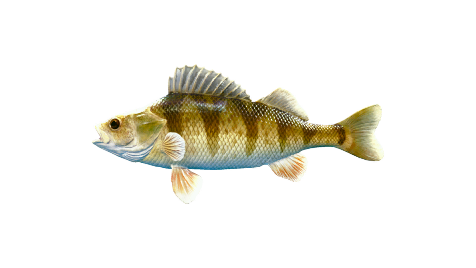 Yellow Perch